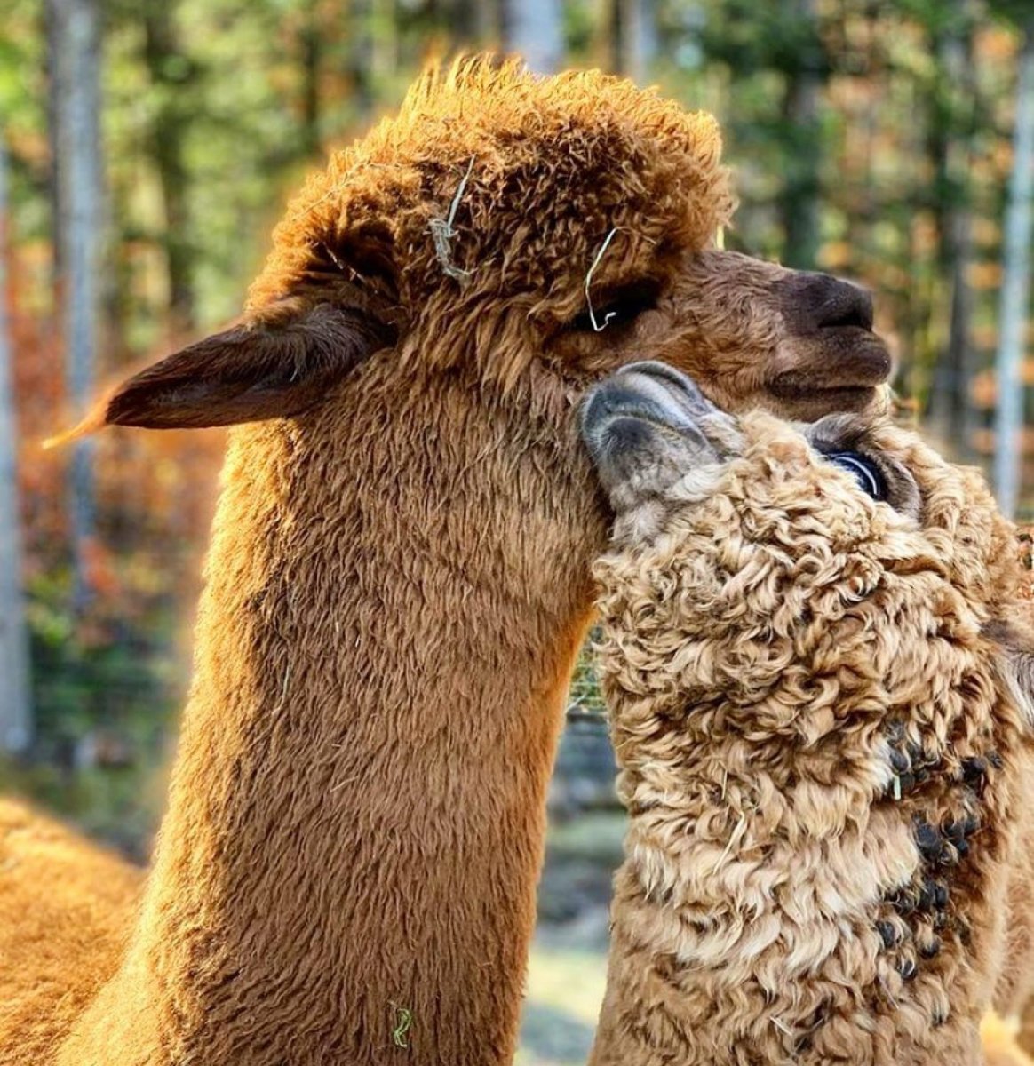 Ламы и альпаки в Подмосковье
