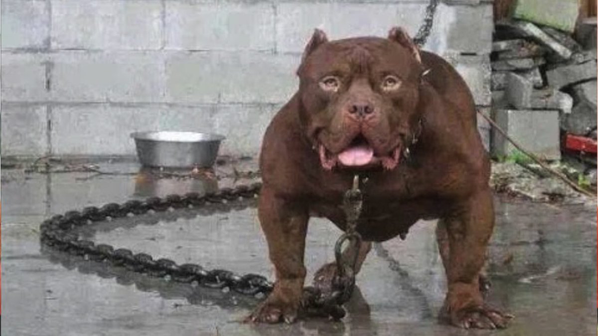 Американский питбультерьер опасная собака