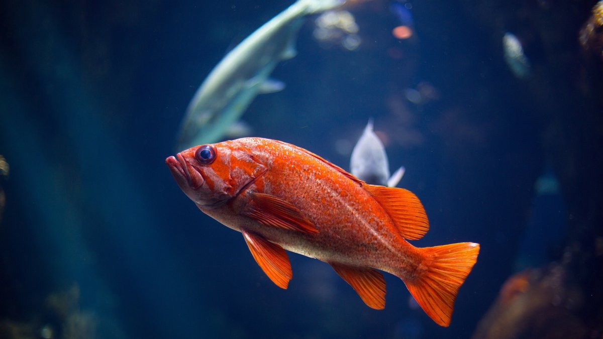 Мандаринка дракончик