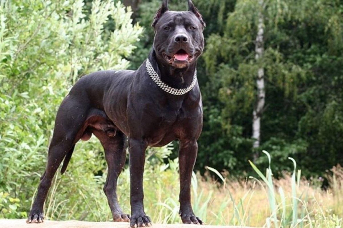 Американский бандог терьер пасть