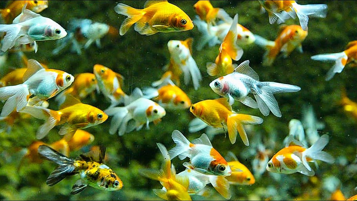 Астронотус синий