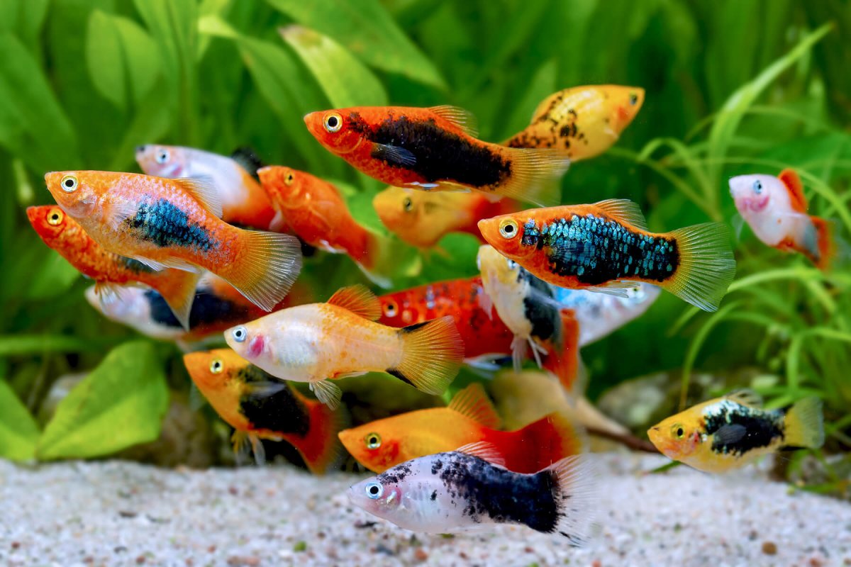 Змееголов глазчатый