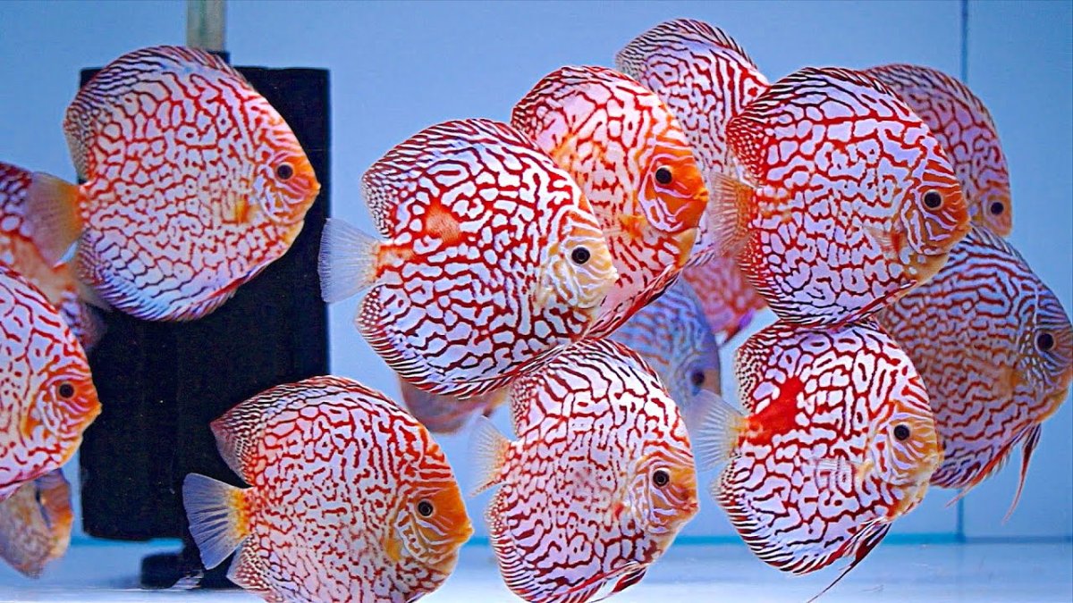 Оранда вуалехвост