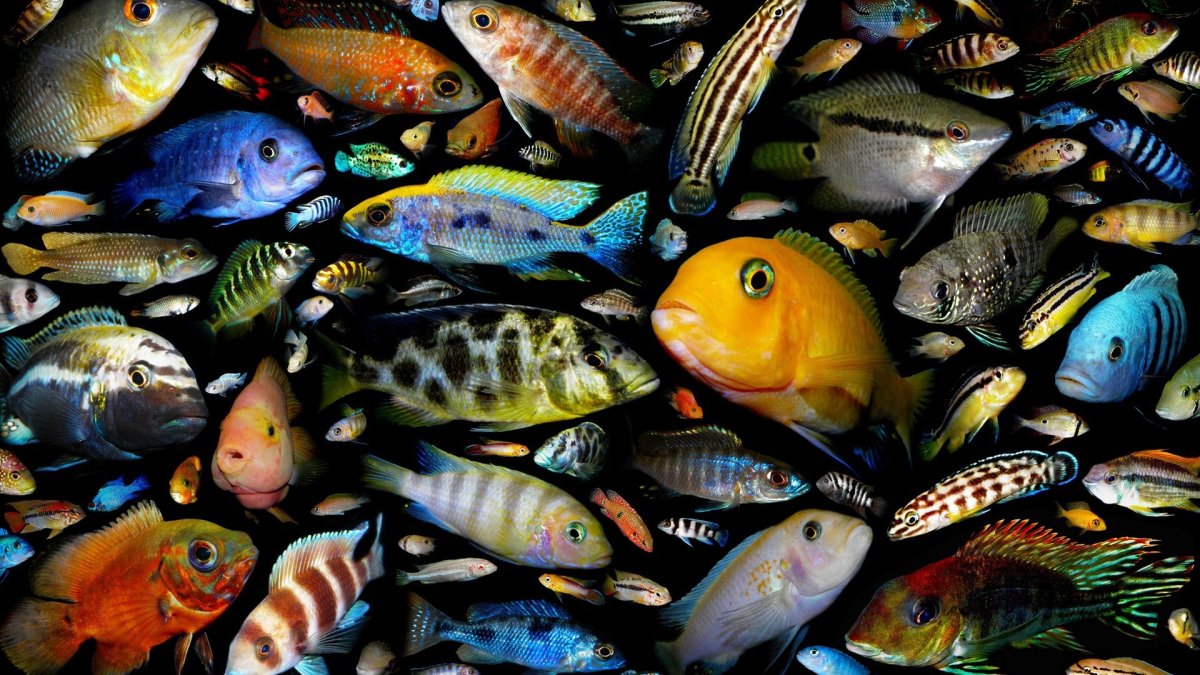 Эстетичные рыбки