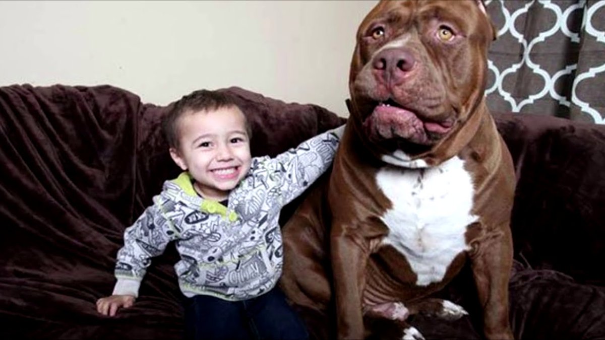 Список потенциально опасных пород собак в России