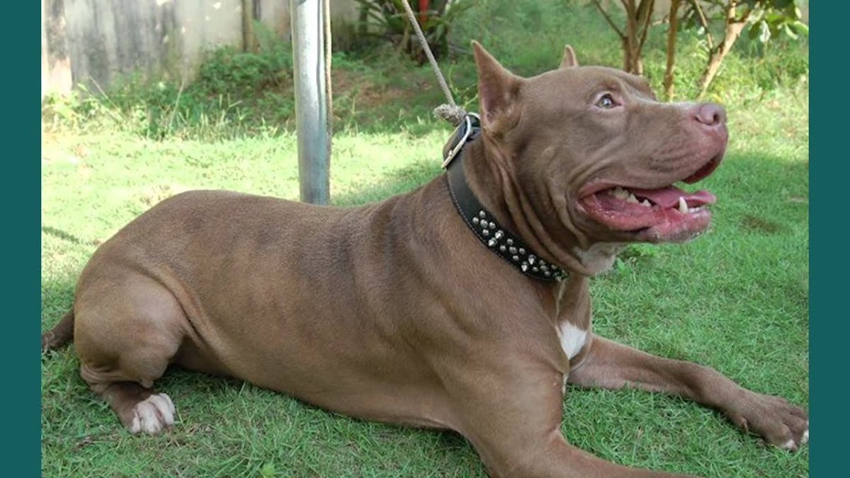 Американский питбуль Халк