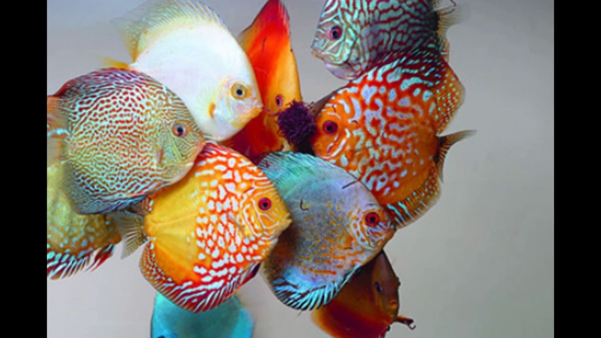 Дискус Red Albino