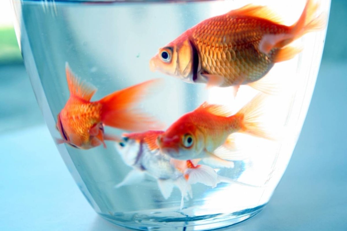 Рыбка Мандаринка звездчатая