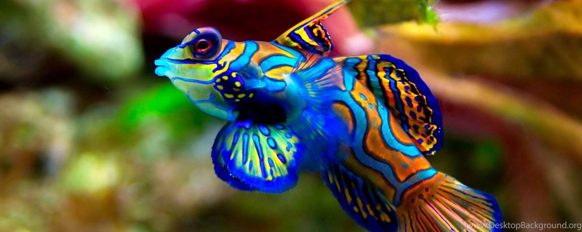 Аквариумная рыбка Мандаринка