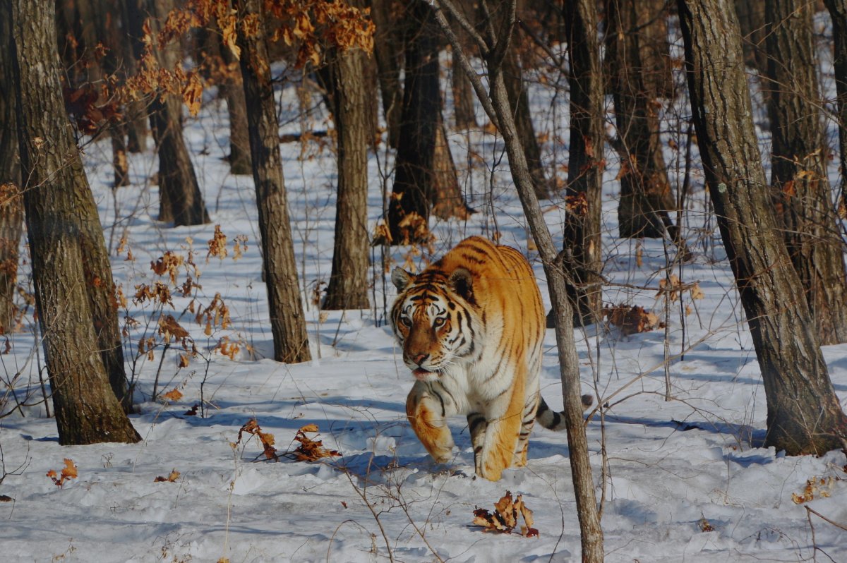 Дальний Восток Амурский тигр