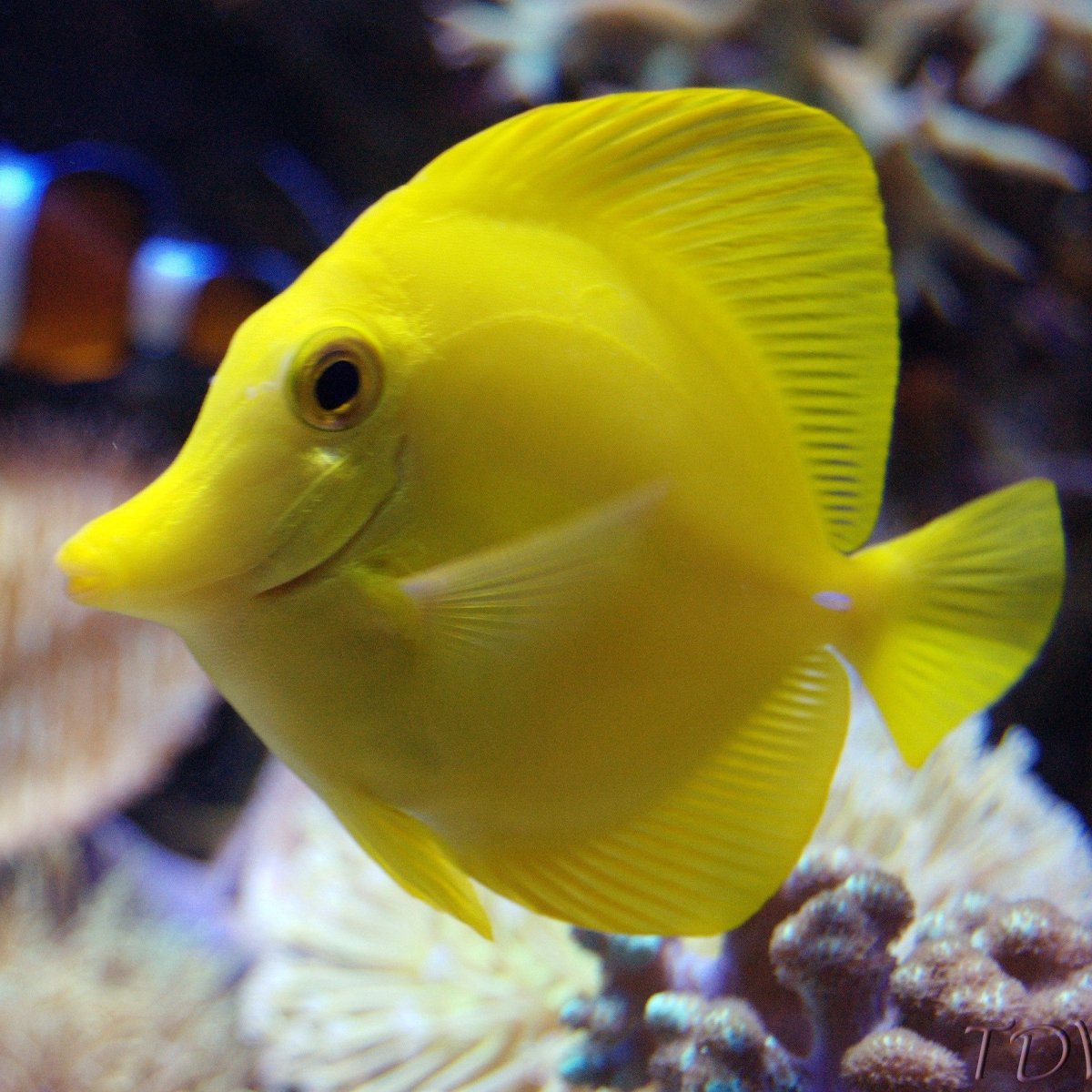 Рыба пятнистый спинорог