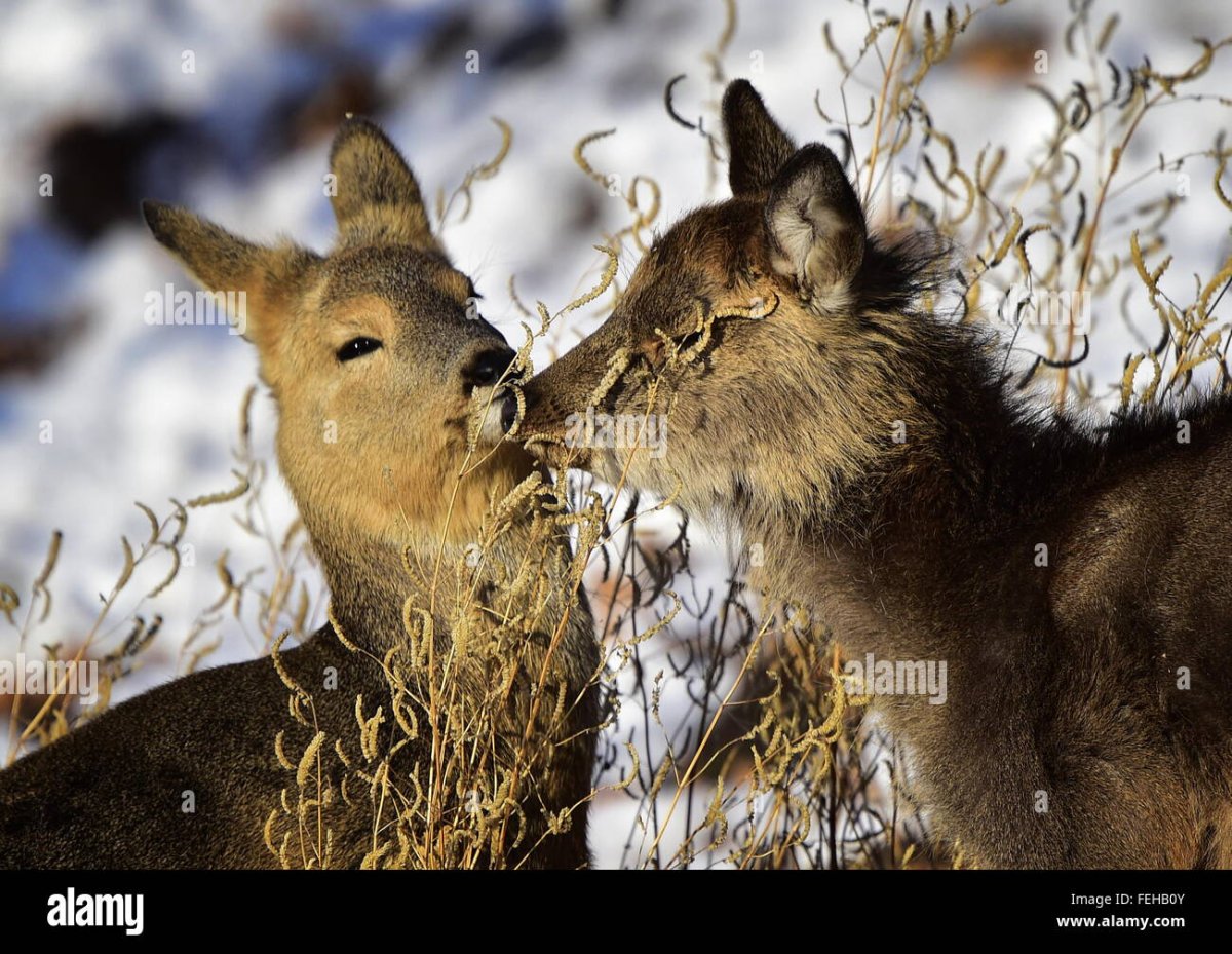 Животные дальнего Востока