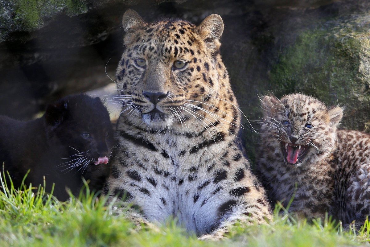 Амурский Дальневосточный Амурский леопард