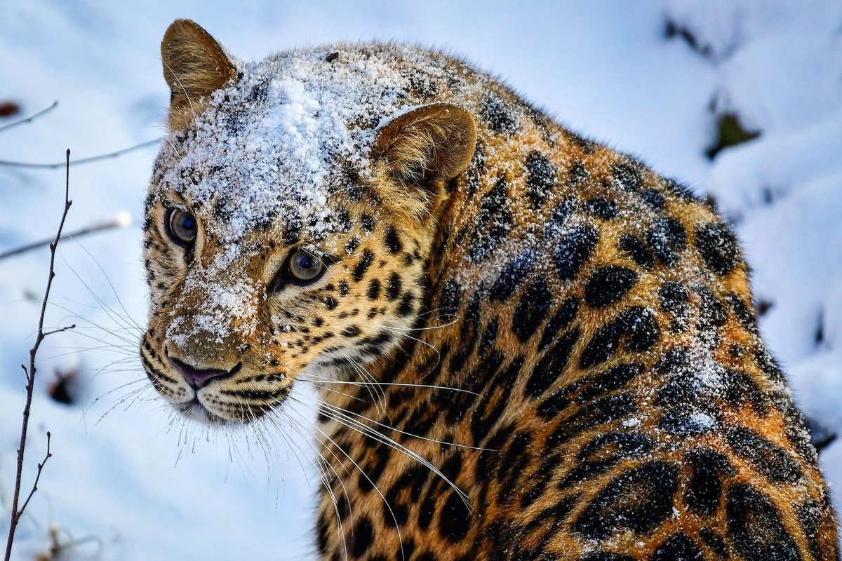 Дальневосточный Амурский леопард