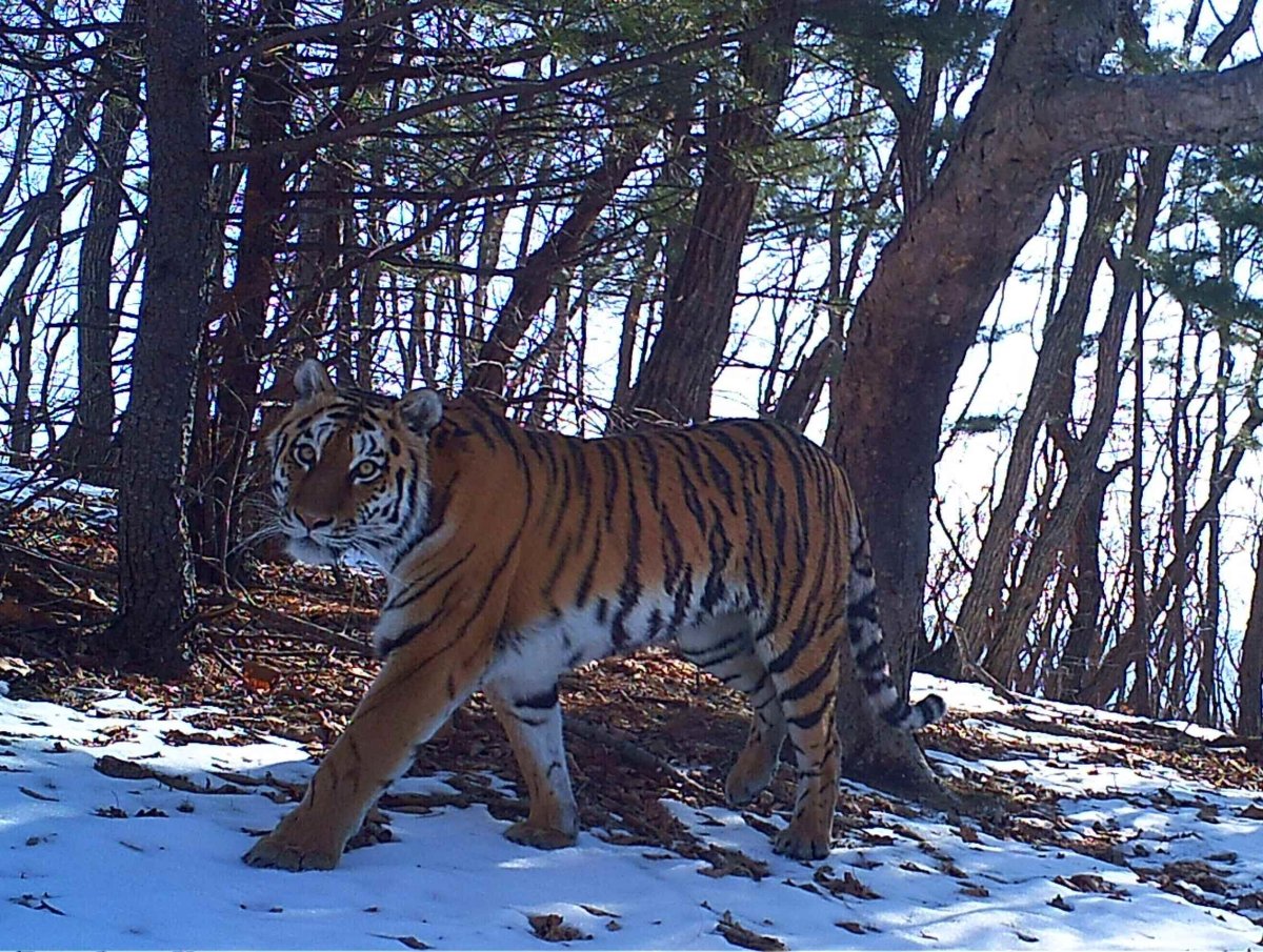 Лазовский заповедник тигр
