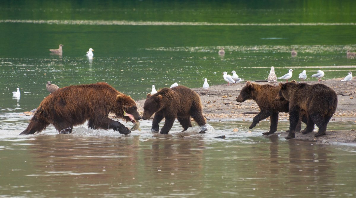 Животные дальнего Востока