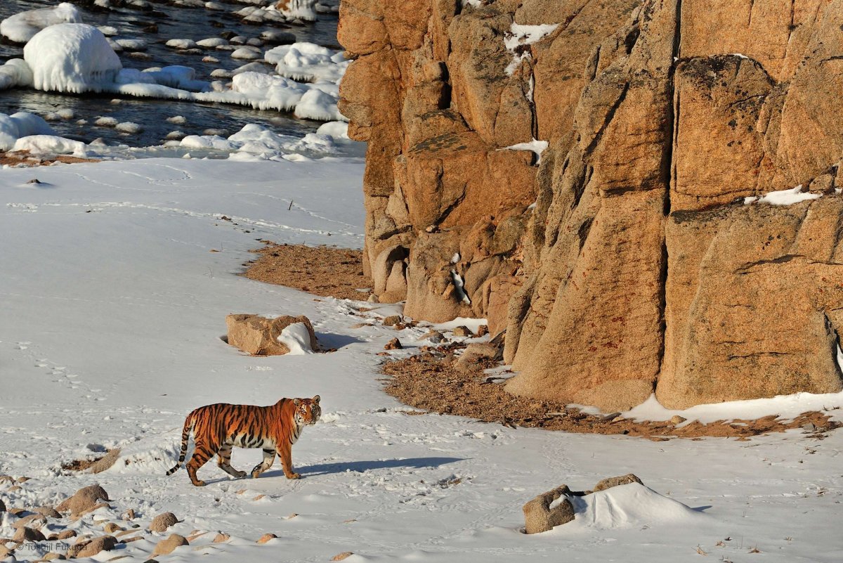 Природа дальнего Востока животные