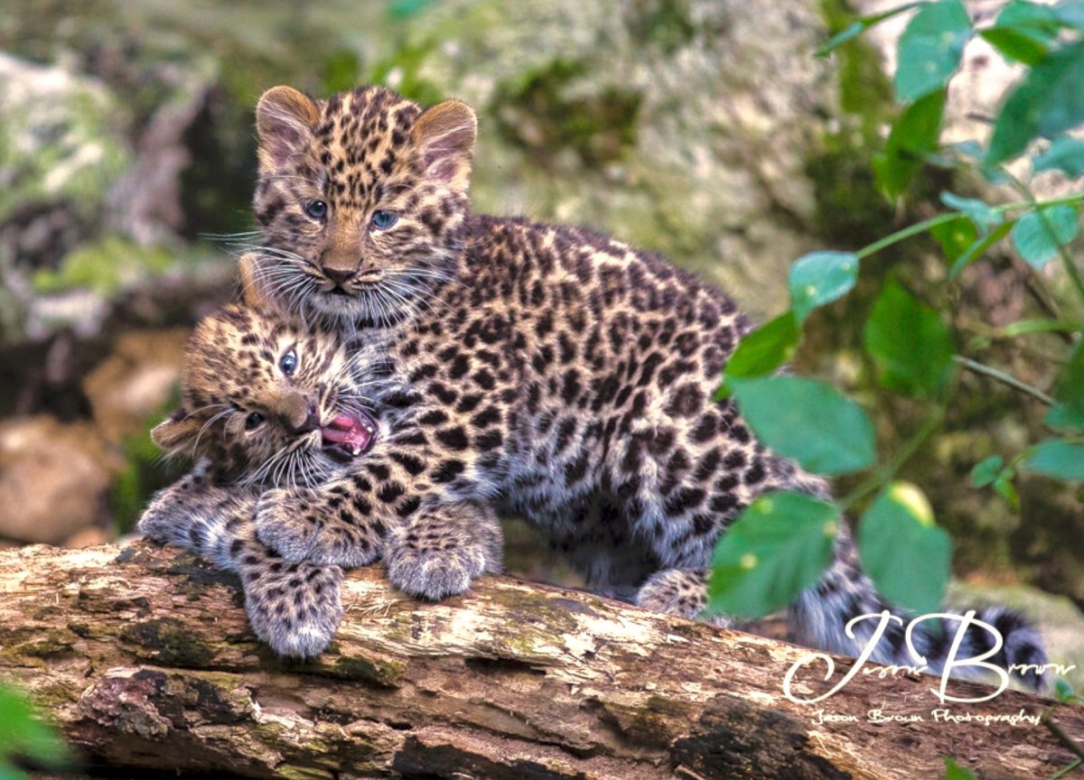 Северный олень в тайге