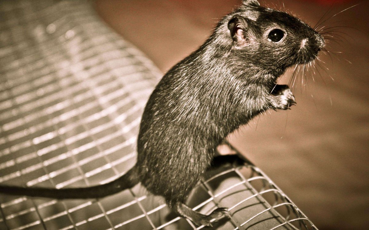 Когтистая Песчанка