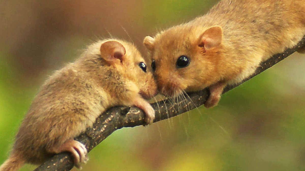 Орешниковая Соня