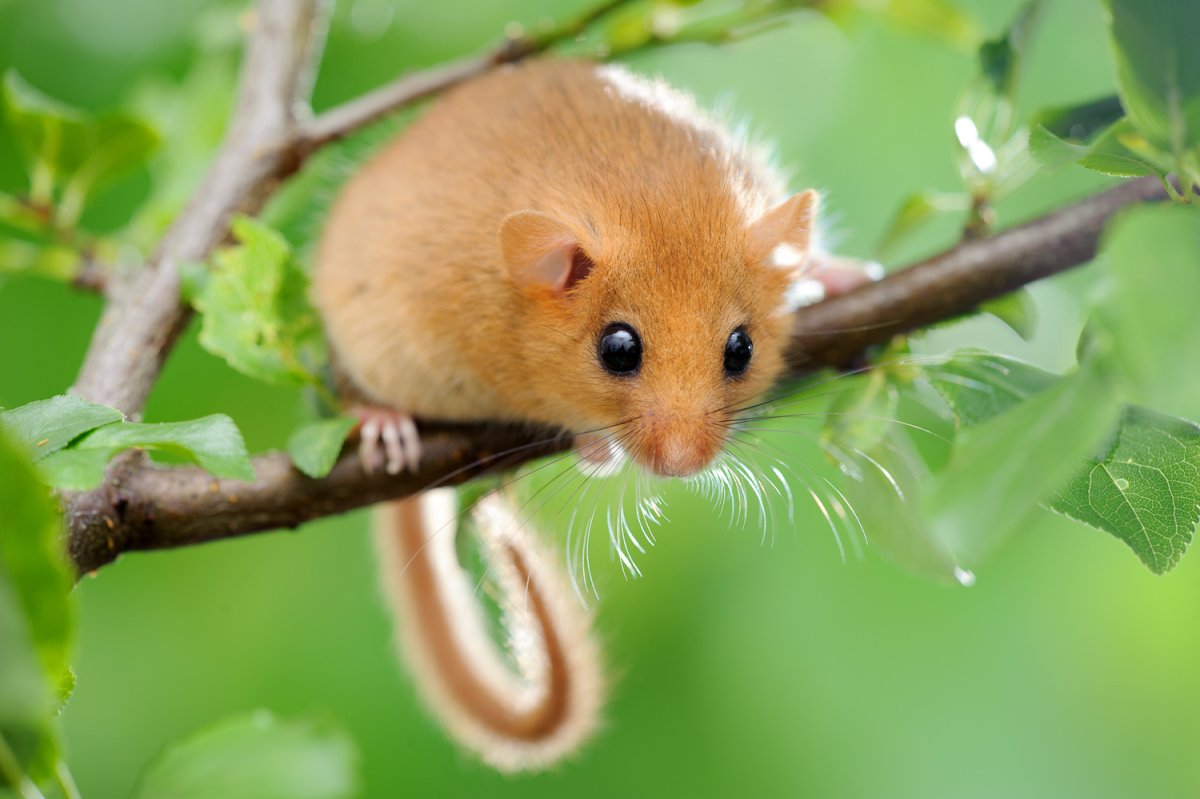 Орешниковая Соня грызун