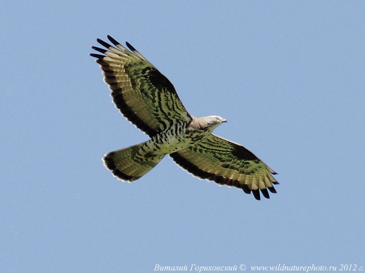 Императорский Орел