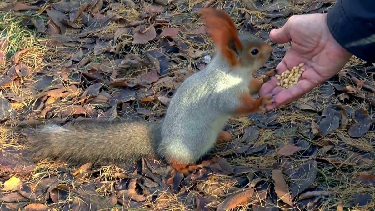 Белка Енисейского кряжа