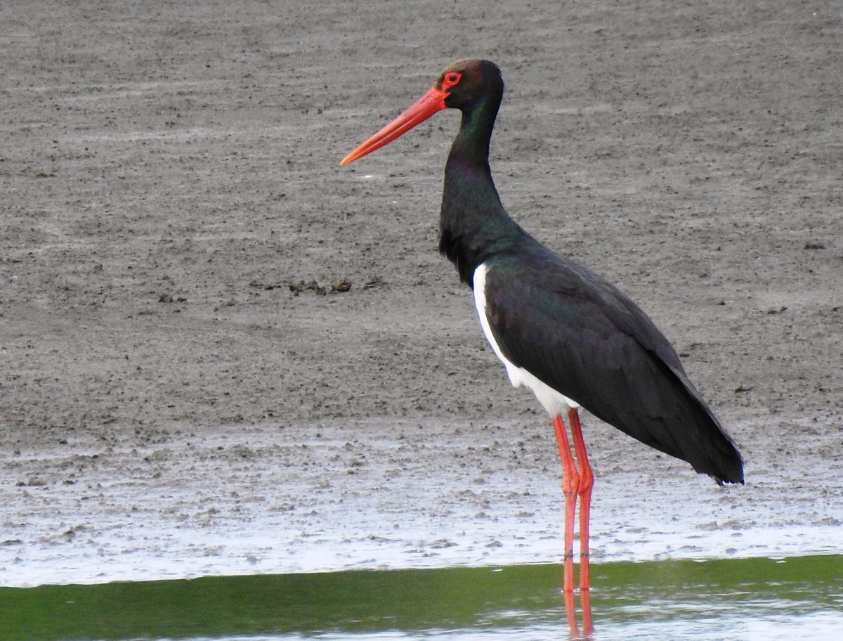 Республика Марий Эл черный Аист