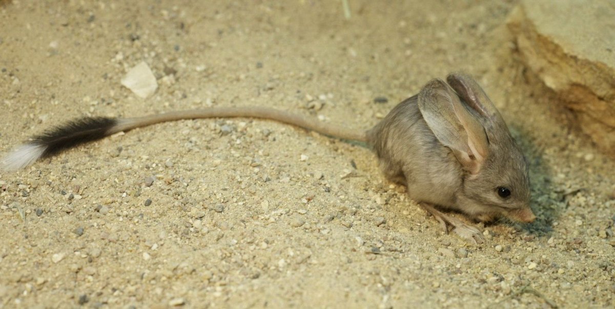 Карликовый трехпалый тушканчик