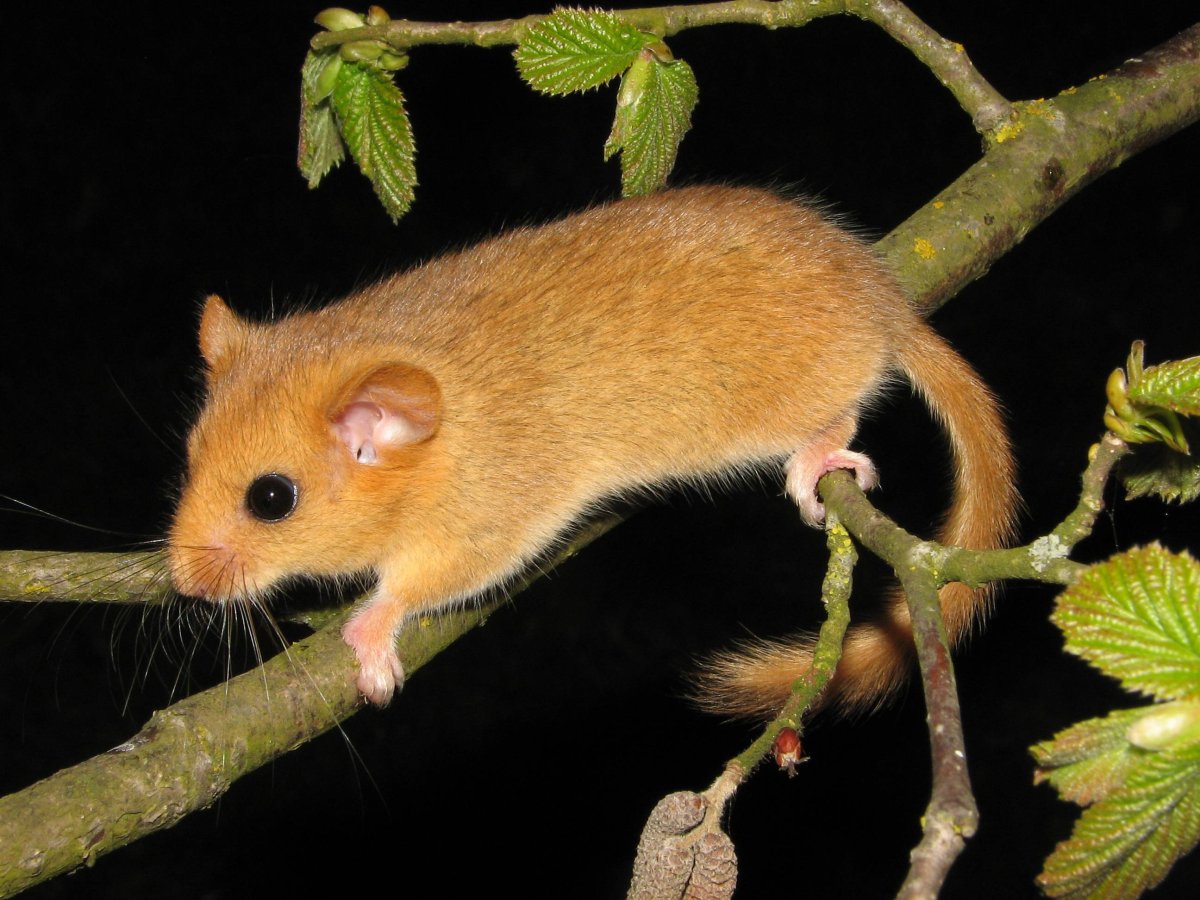 Орешниковая Соня