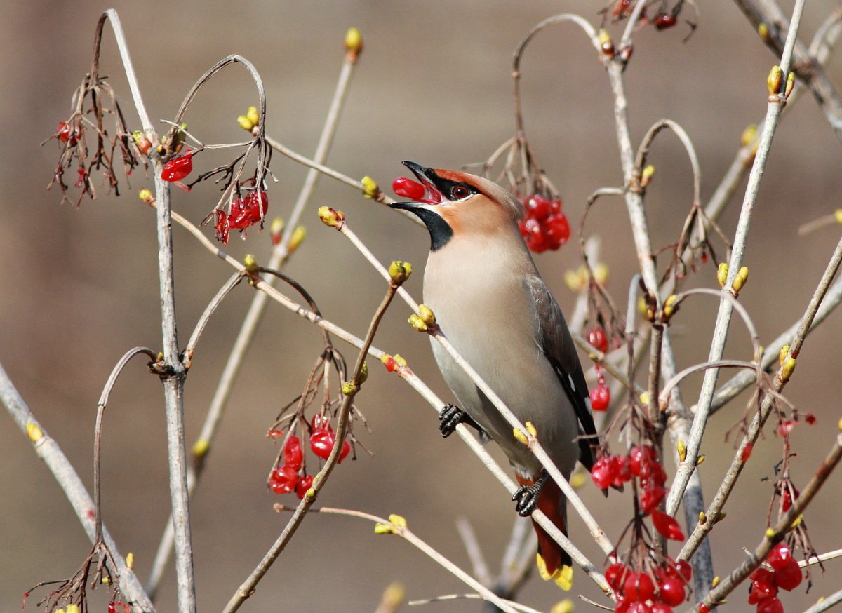Свиристель Поволжье