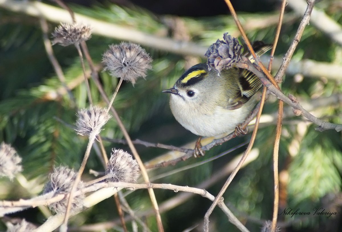 Сойка в Кисловодском парке