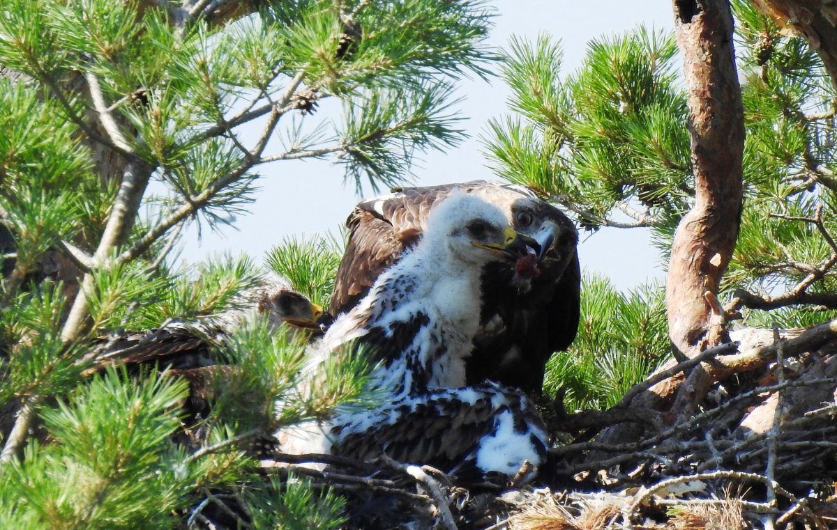 Хищные птицы Марий Эл