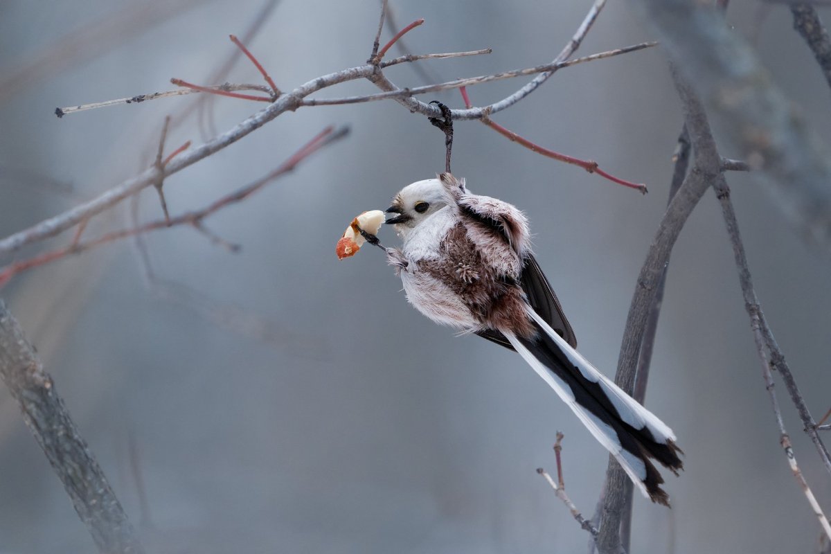Птицы Снегири, синицы воробьи зимующие