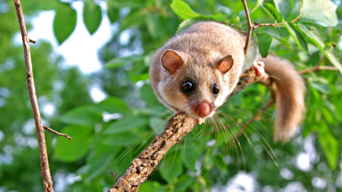 Белка полчок