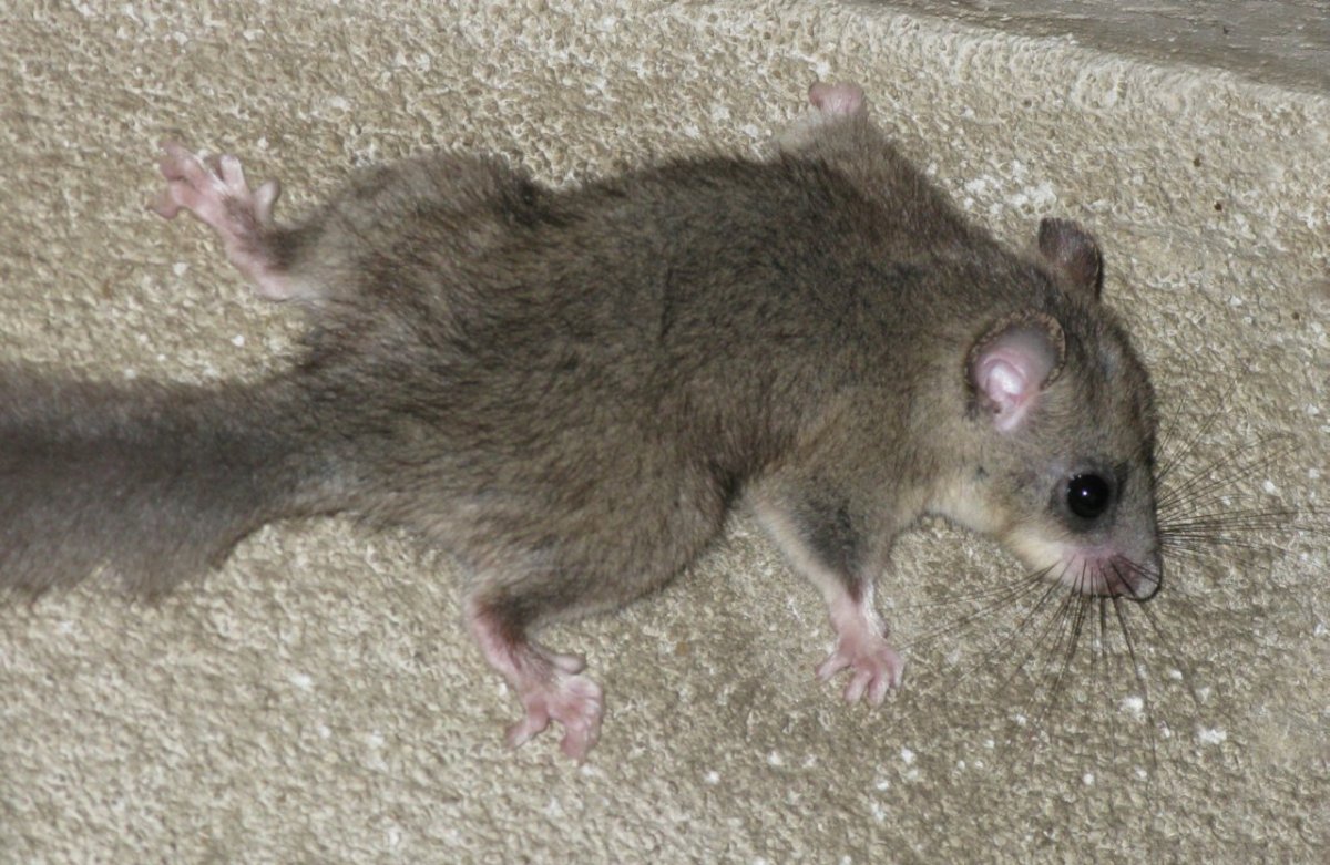 Песчанка пушистохвостая сикитамус