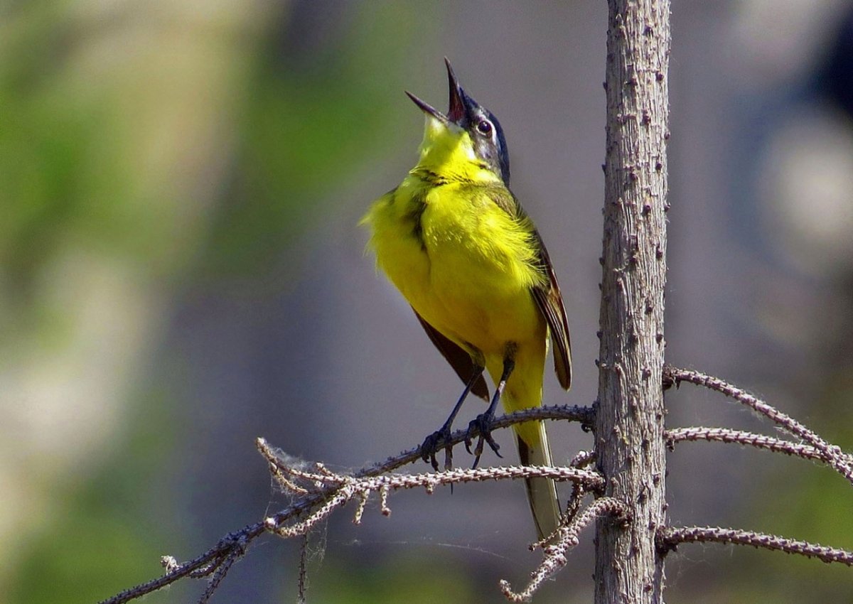 Певчие птицы Чувашии