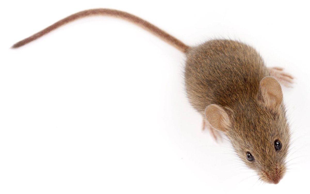 Мышь Живая вид сверху