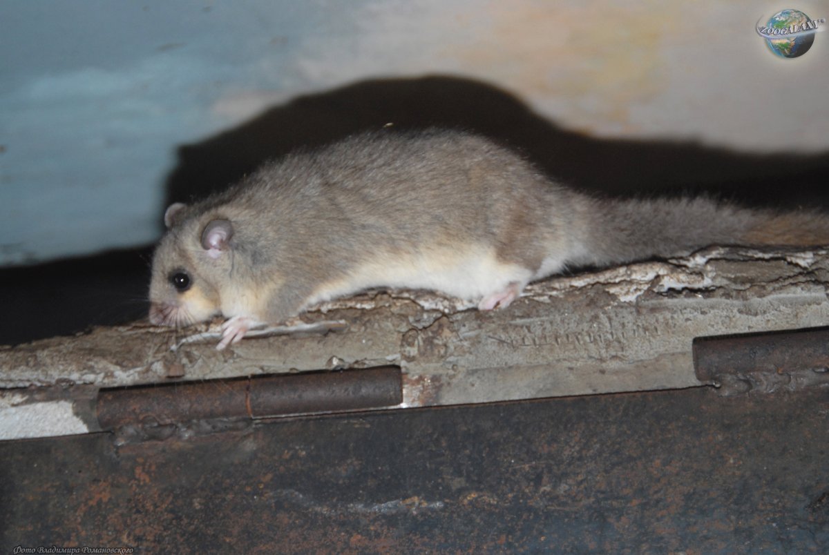 Мышь Соня полчок