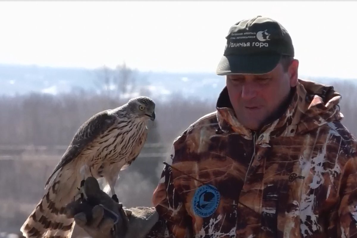 Рыжеголовая Сойка