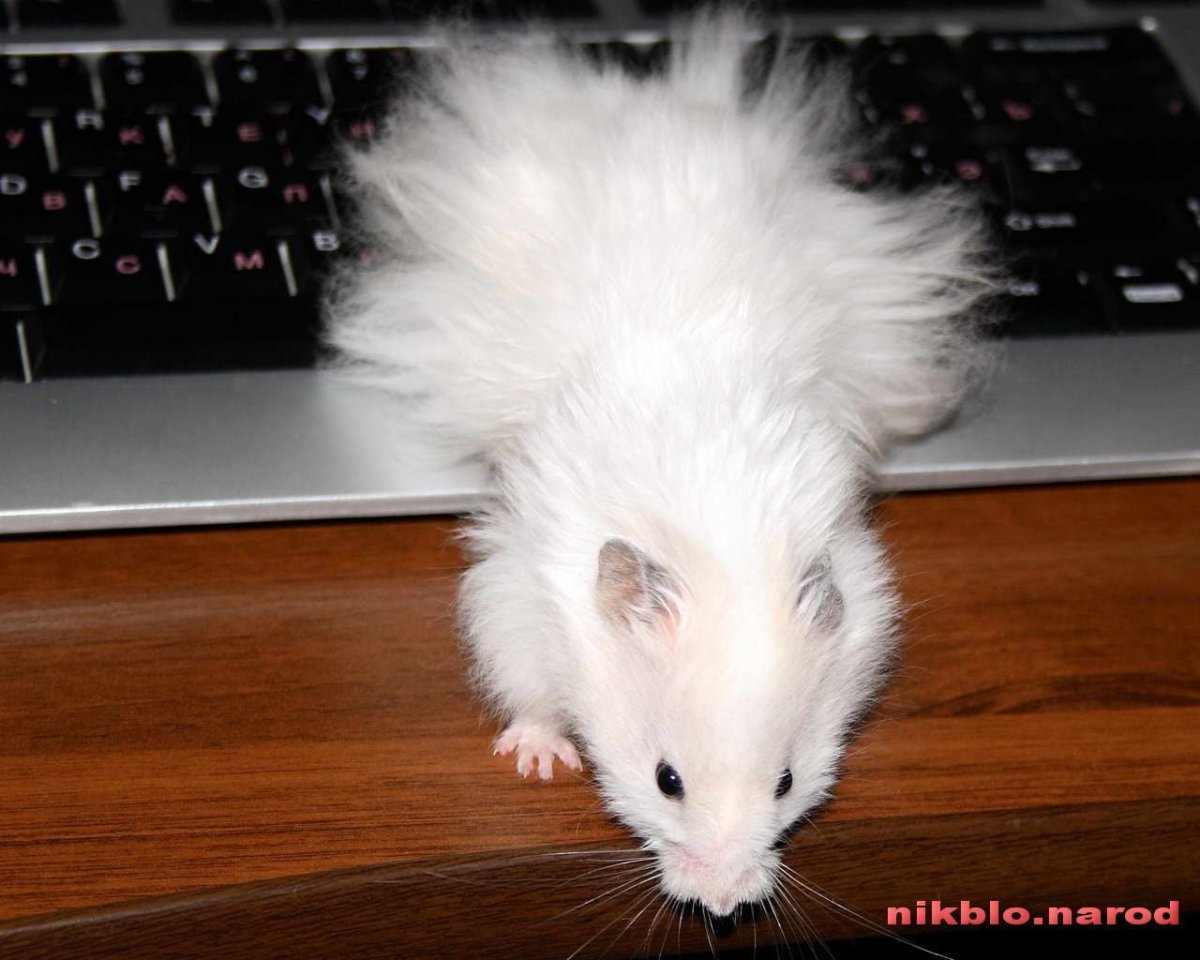 Ангорский хомяк белый