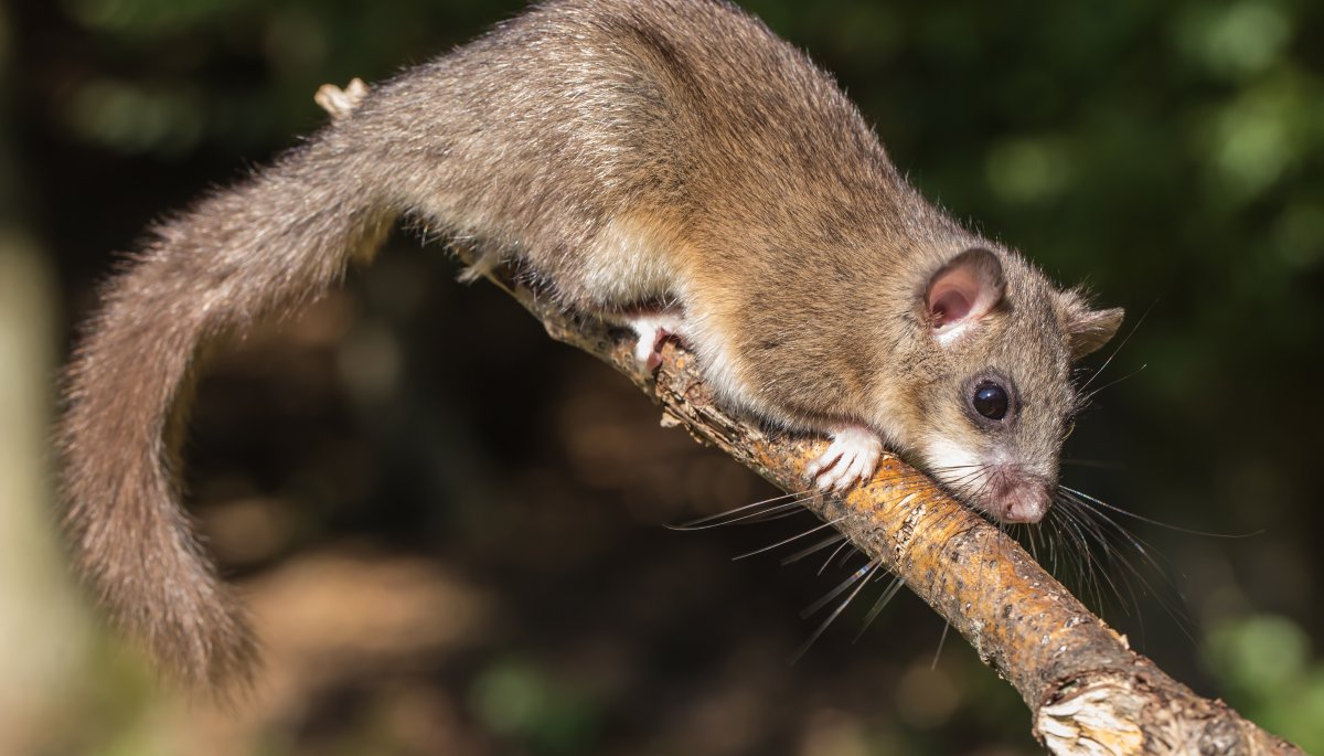 Зверёк Соня полчок