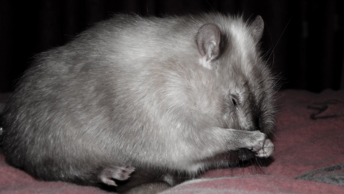 Мохнатая крыса