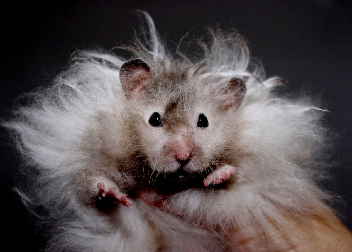 Хомяк породы ангорской