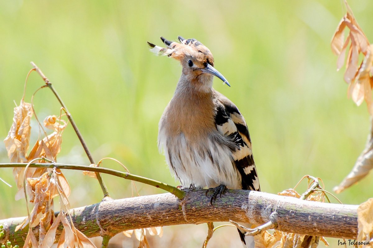 Лунь, ястреб, Коршун, канюк
