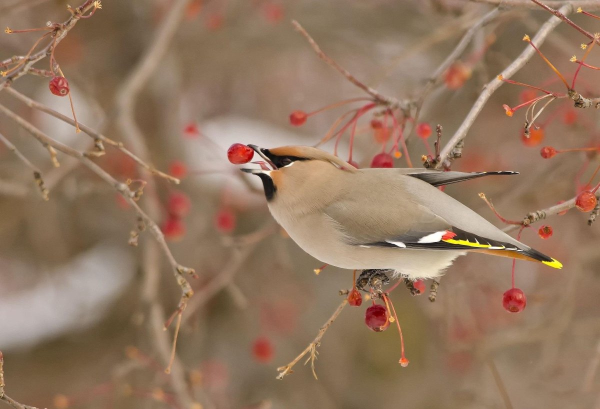 Лунь канюк тетеревятник
