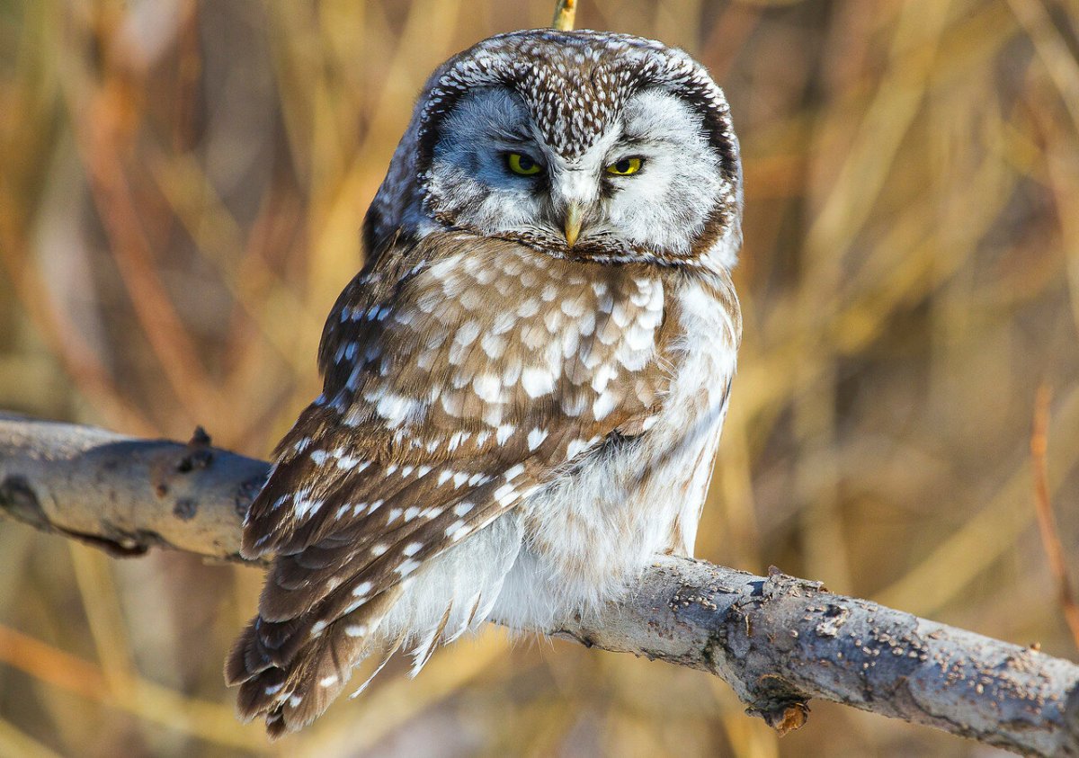 Свиристель обыкновенный