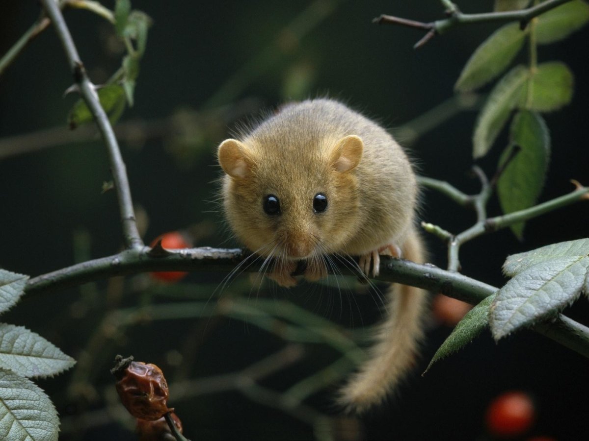 Мышь орешниковая Соня