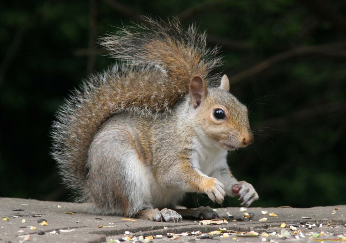 Белочка с пушистым хвостом