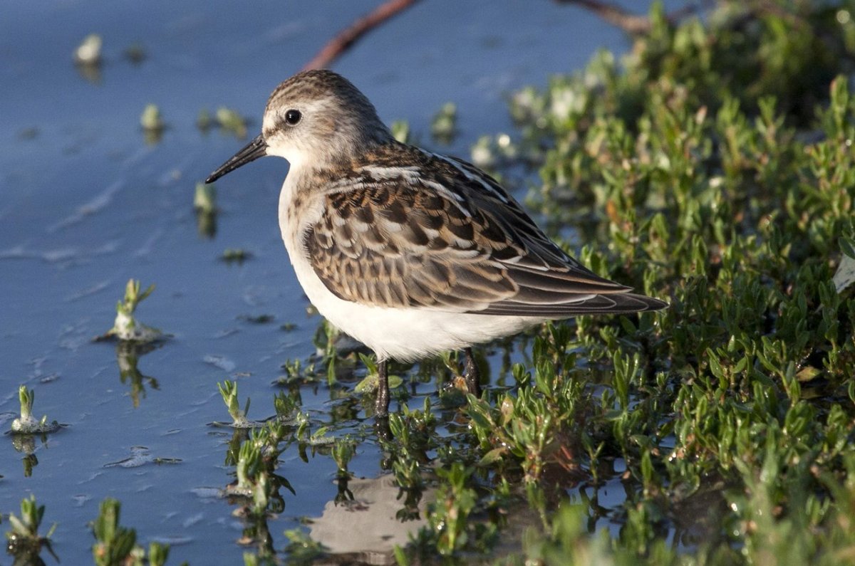 Ястреб канюк Орел